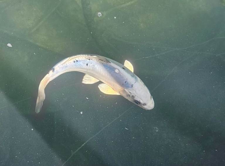 Silver Koi - Rehoming