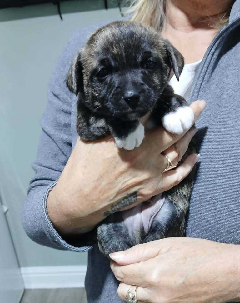 Forale 4 week old 3/4 chiuhua