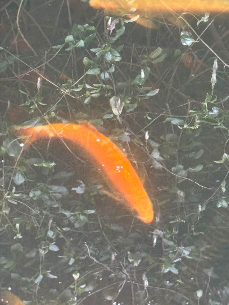 BARGIN Golden/blue Orfe pond fish