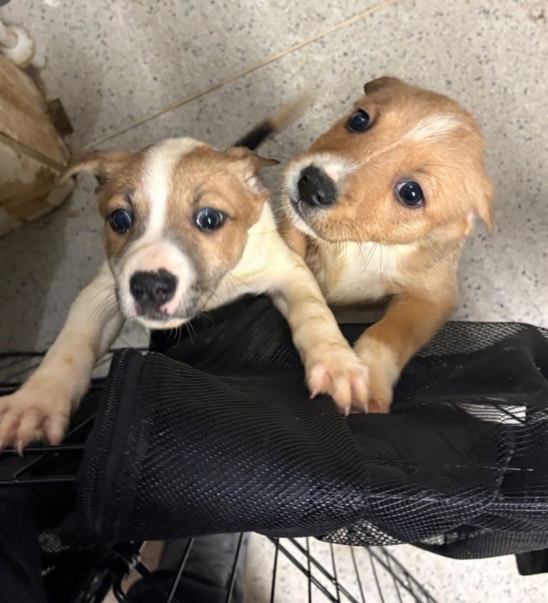 Staffy x German shepherd 