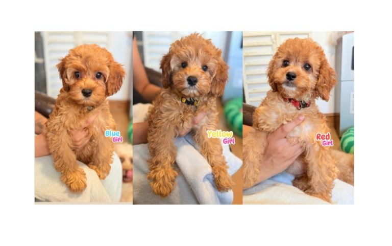 F1B Cockapoo puppies ready -  Health checked and Vaccinated.