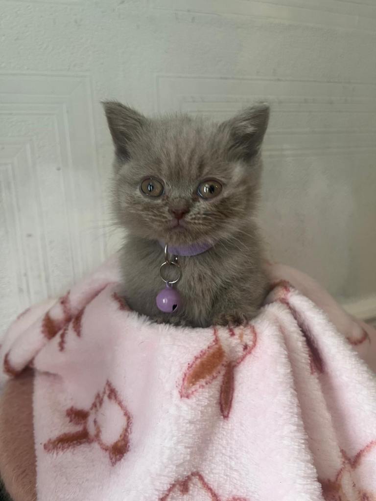 Beautiful  BSH boy and girls. 