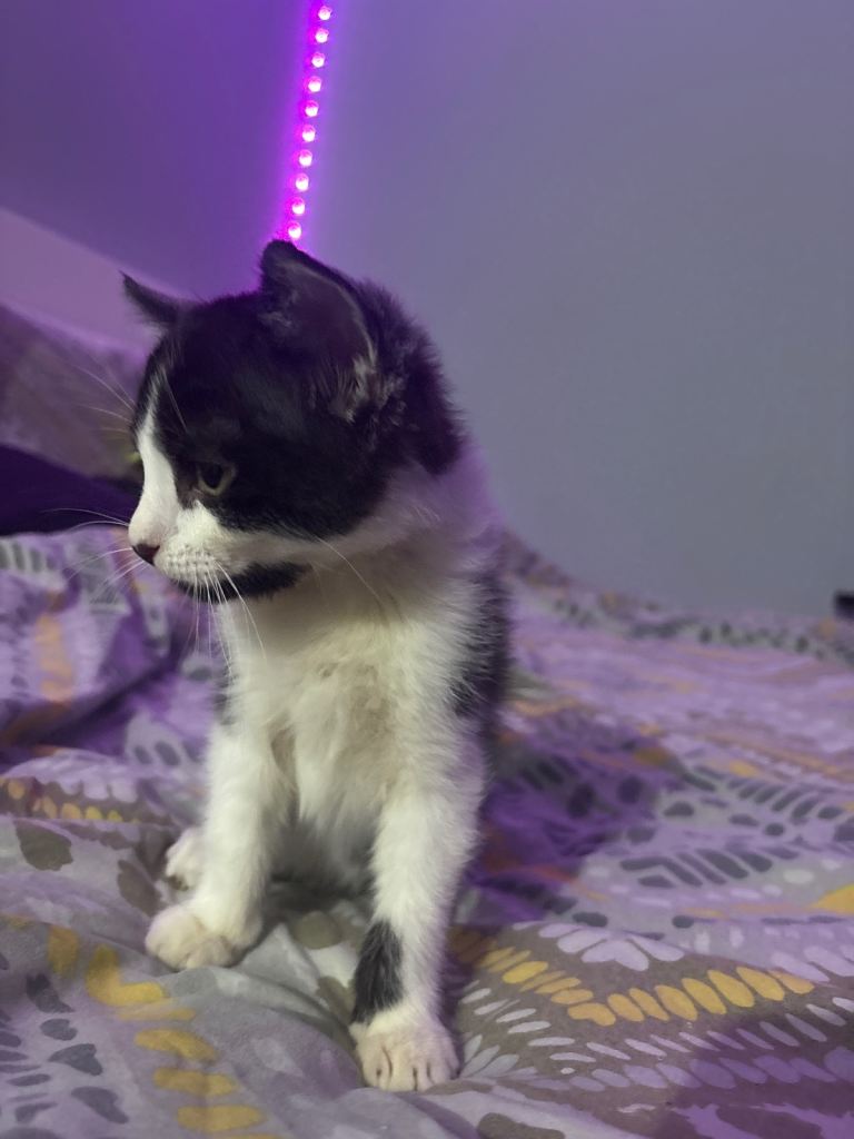 Kitten for sale around birmimgham ready for new home