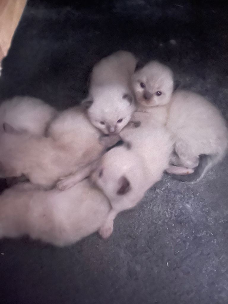 ❤️ pure Ragdoll kittens❤️