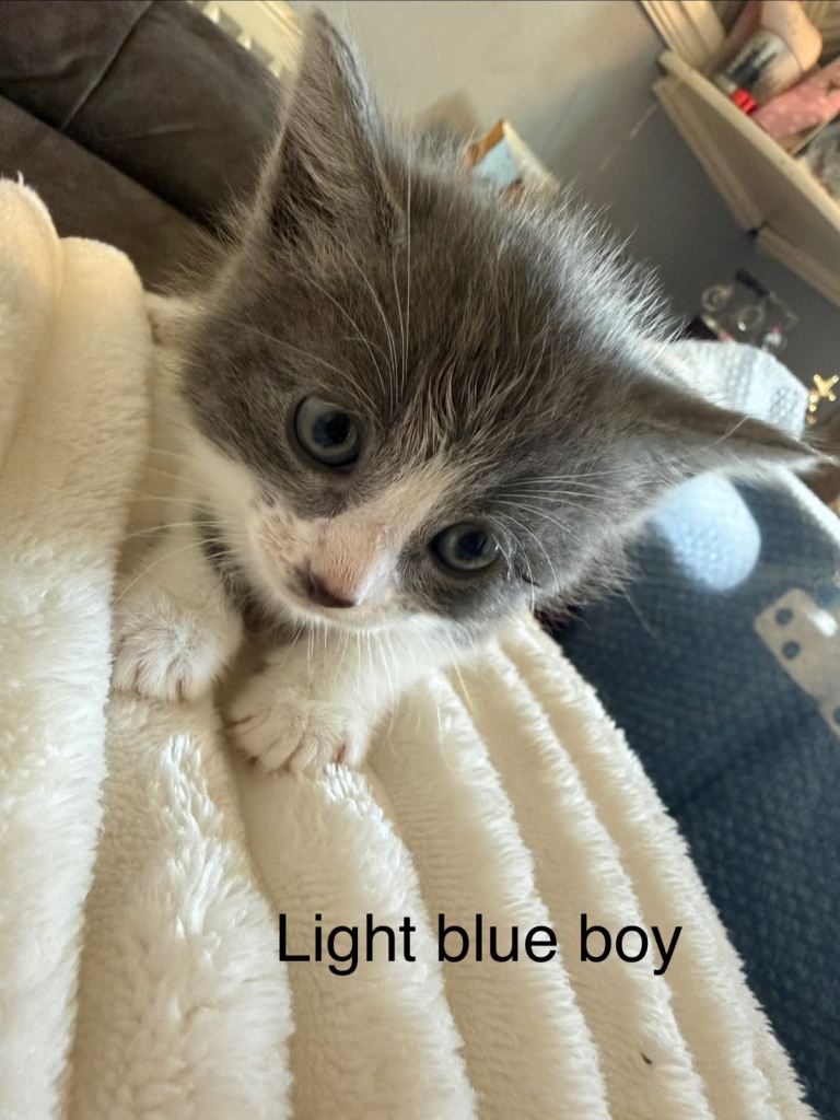 Kittens for their new home 