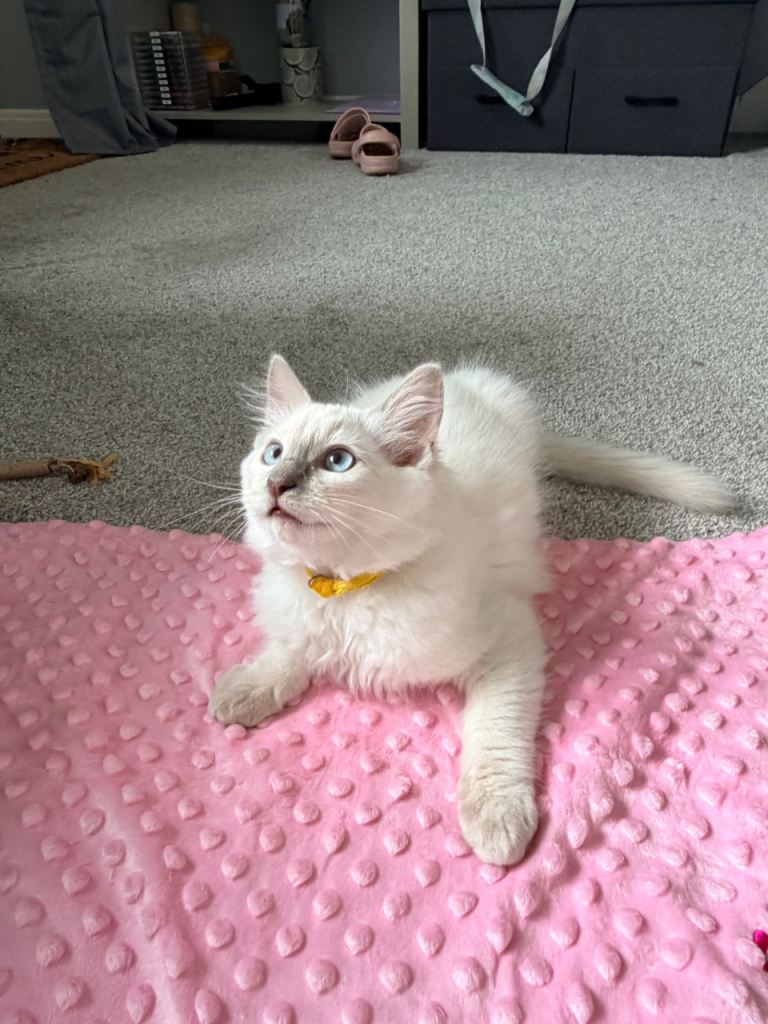 Stunning ragdoll kittens 