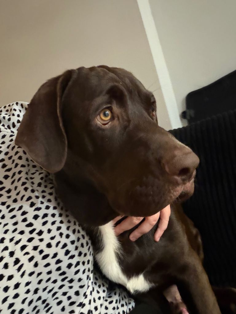 Brown Labrador cross cane corsa