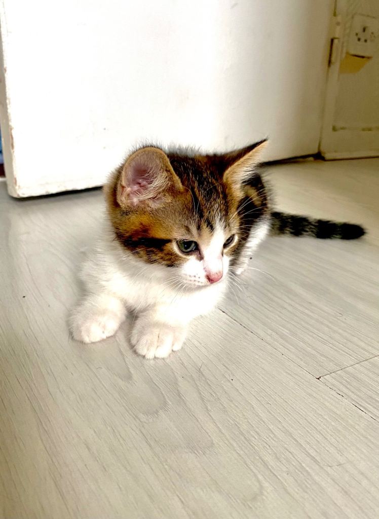 Beautiful kittens for sale “”1 left‼️””