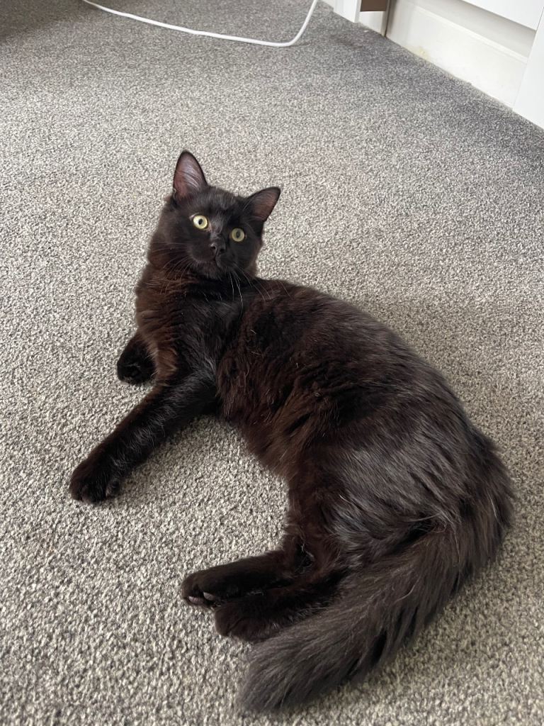 black kitten 