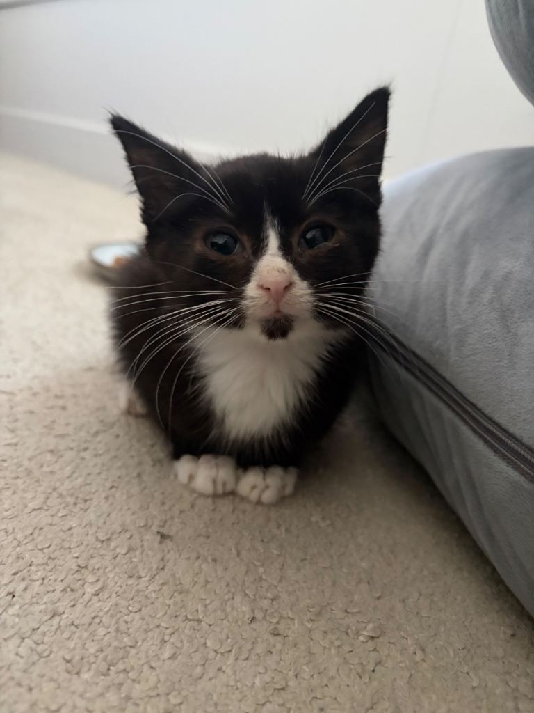 RESERVED Kitten Looking For A New Home 