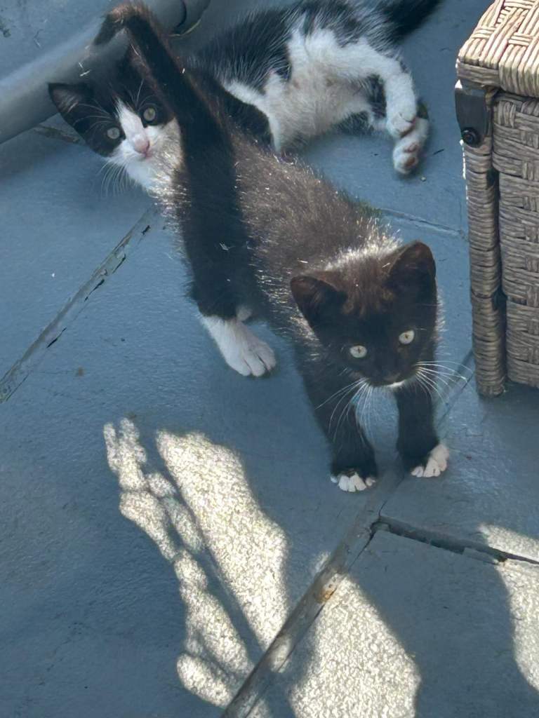 Lovely Kittens Ready to go…