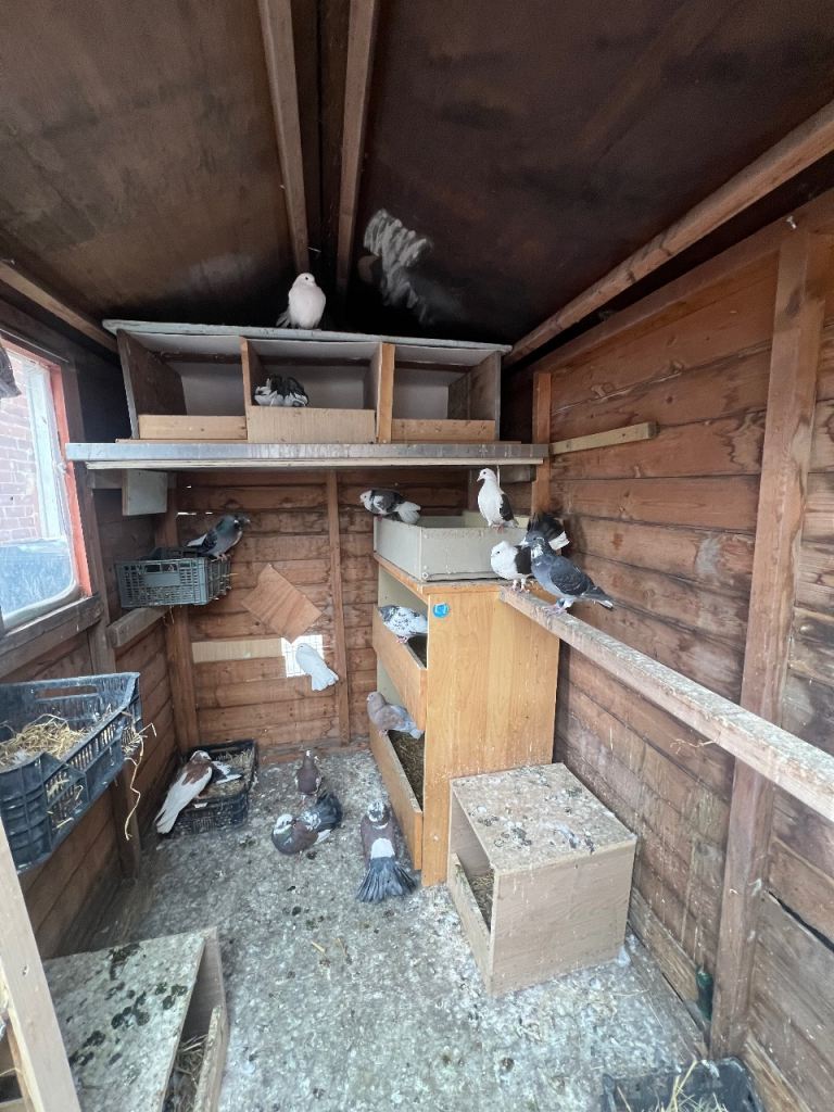 Pigeons for sale