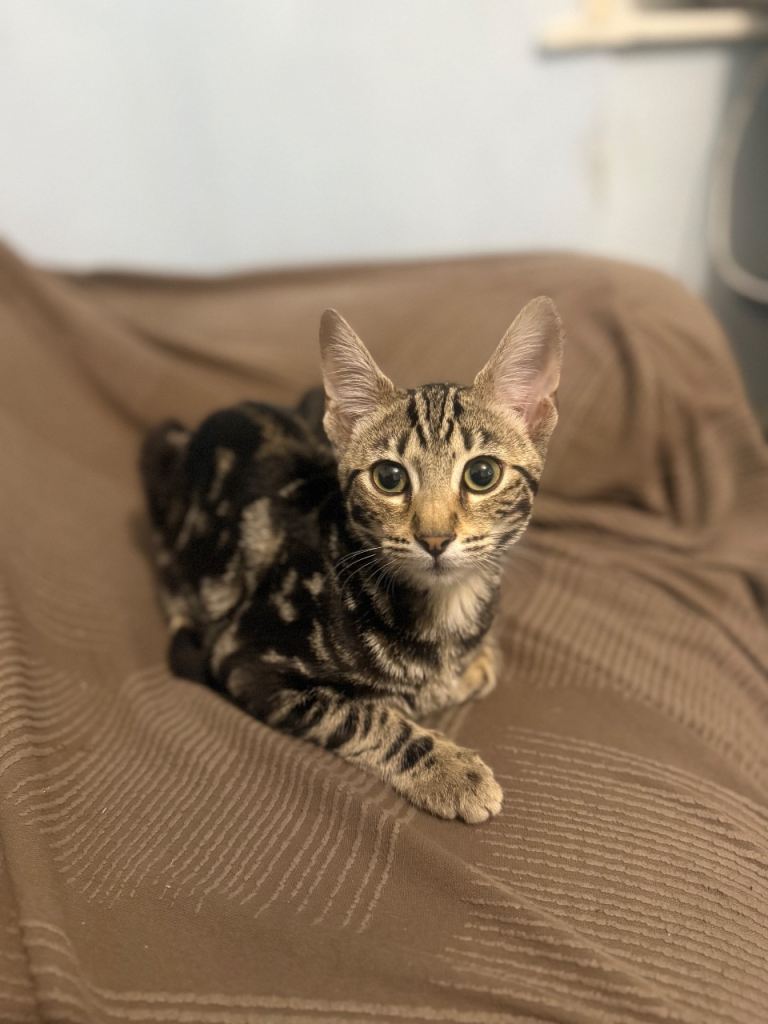 Mix Bengal kittens 