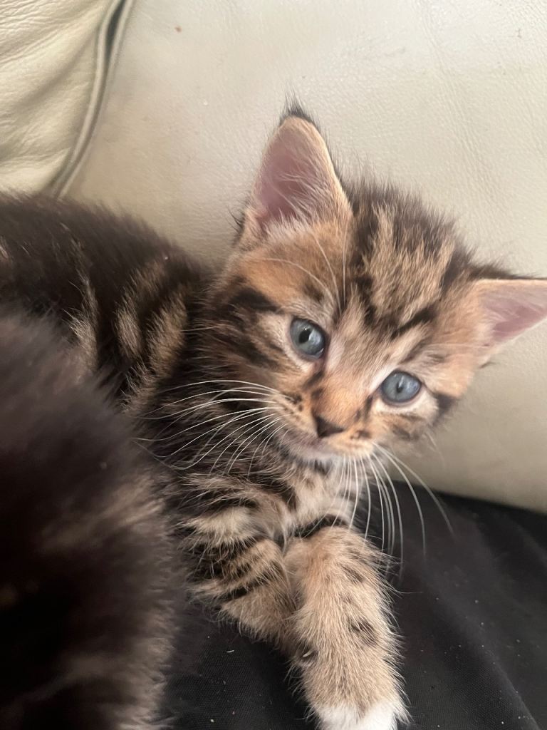 two oriental x bengal x mainecoon kittens left