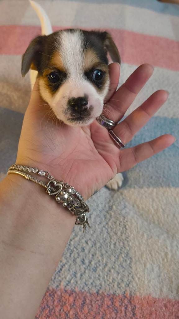 Cockajack x chihuahua puppies 