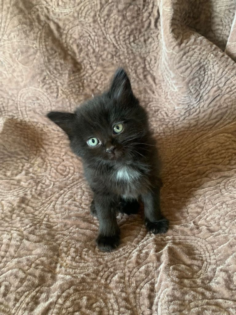 Beautiful Black Norwegian Forest Cross Tabby Kittens – Ready Soon