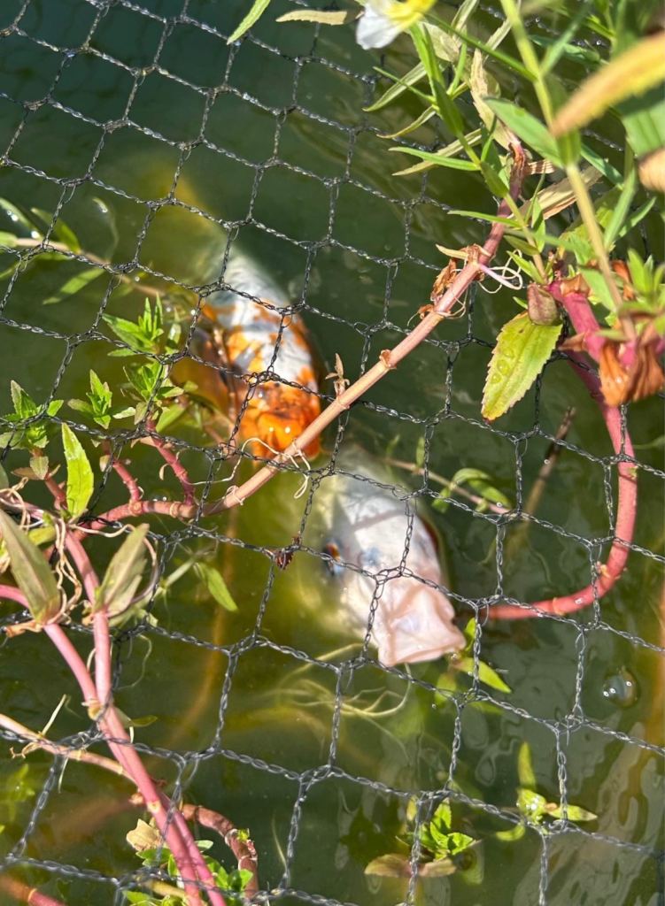 3 koi carps for sale 