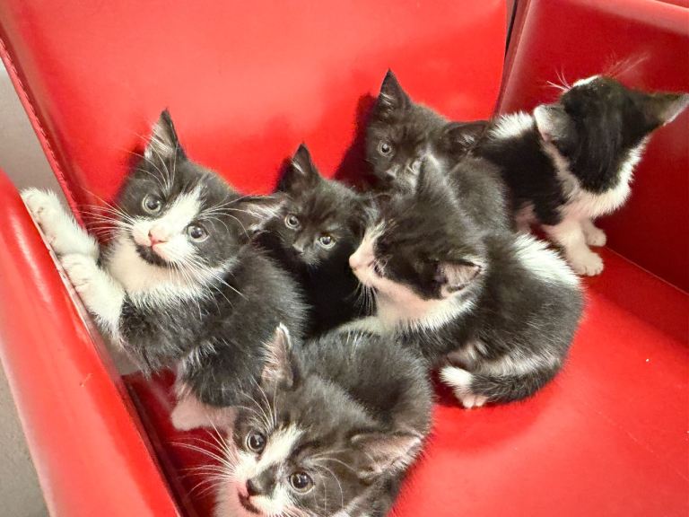 8 week old Kittens mixed tabby domestic short hair, lovely playful 