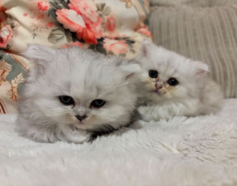 2 Female Persian Chinchilla Kittens for sale 