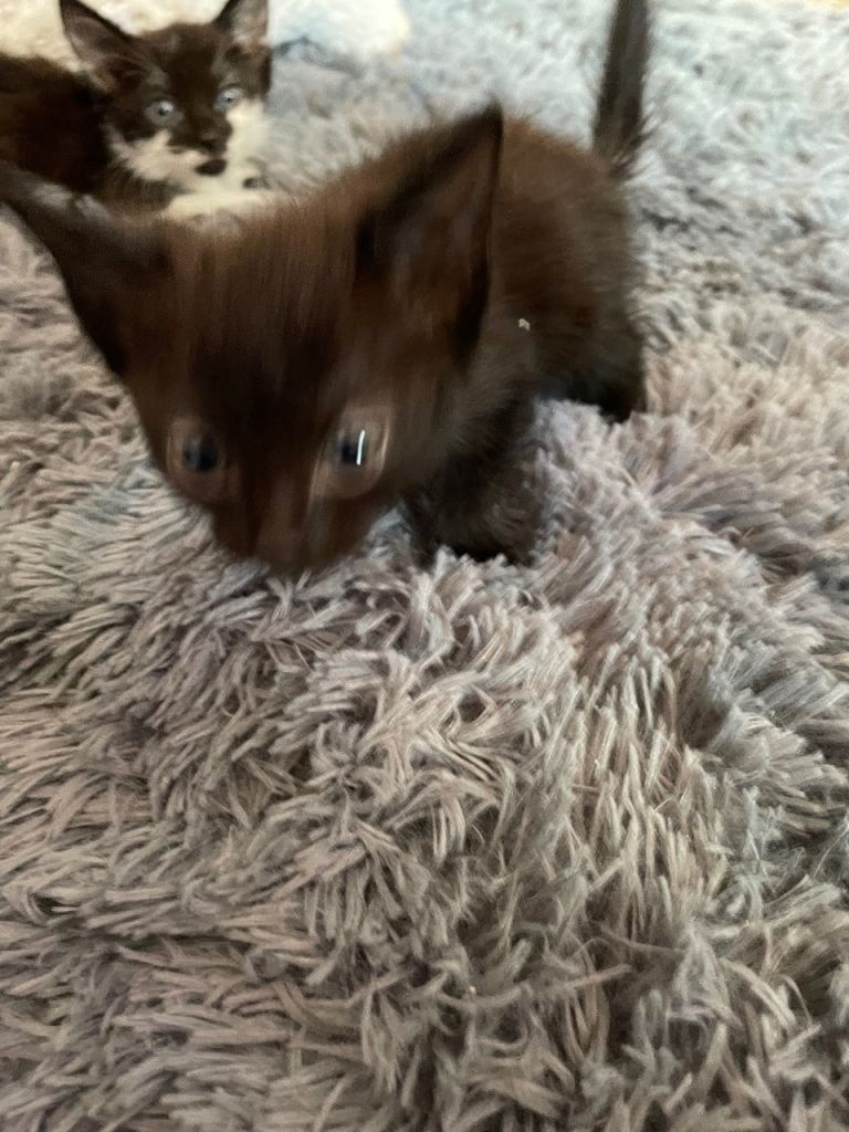 Cute Kittens Looking for New Homes