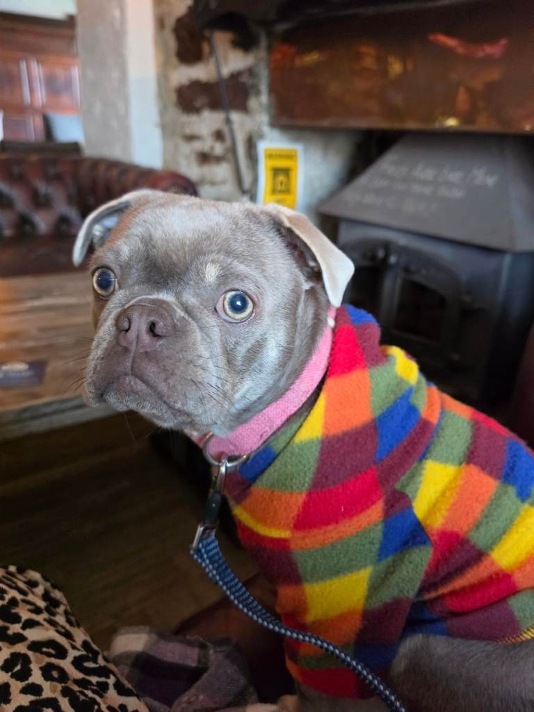 Frug puppy for sale