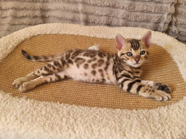Stunning Litter of Bengal Kittens. Tica Registered