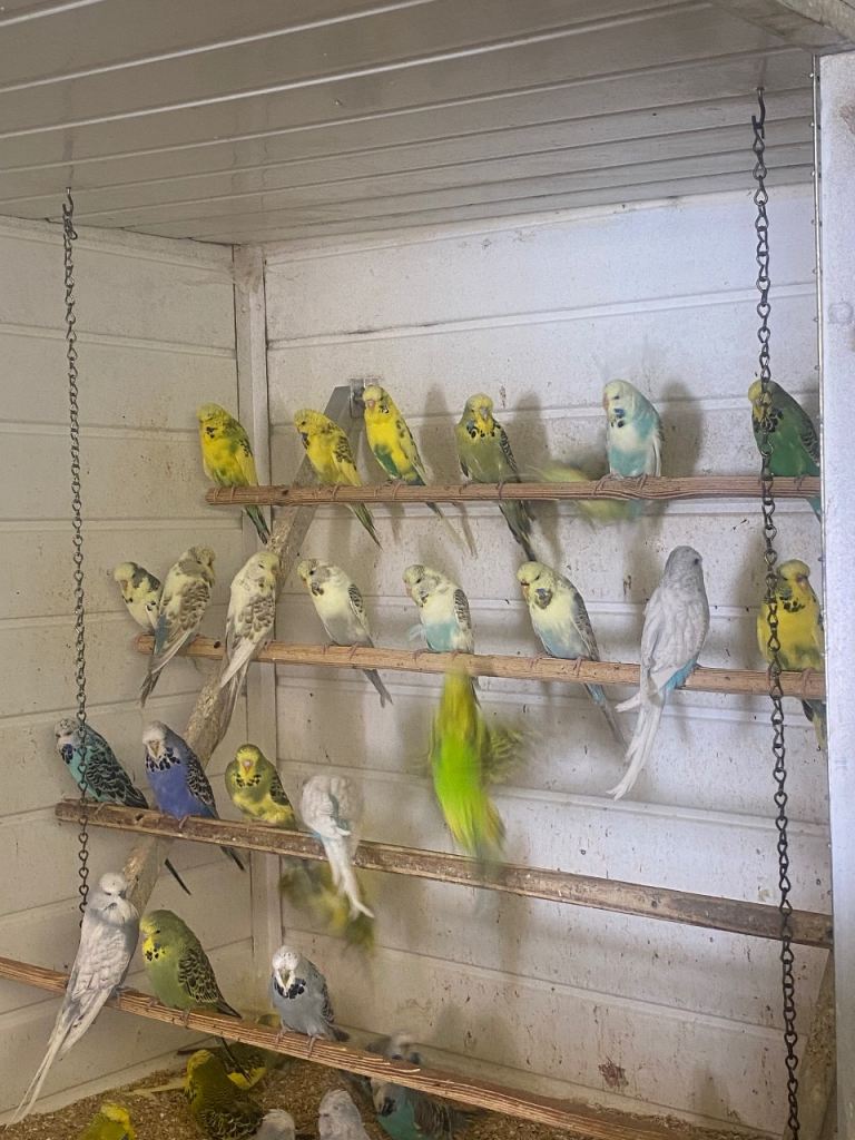 Birds - Budgie