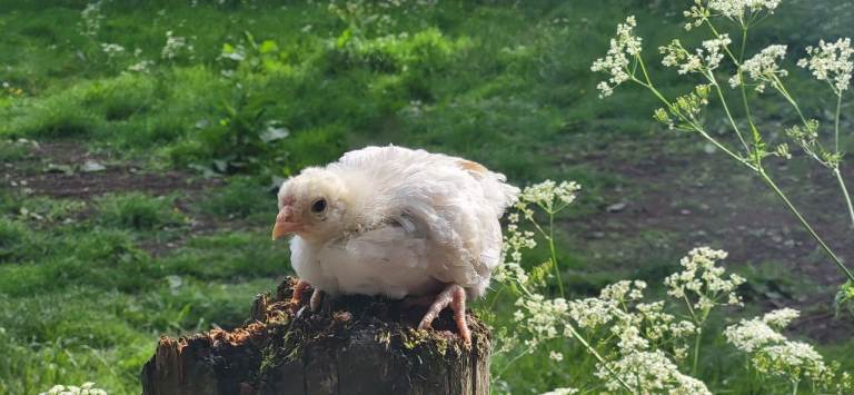 Chicken Chicks