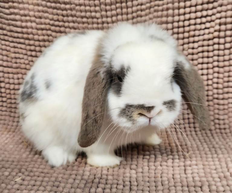 Mini lop boys 