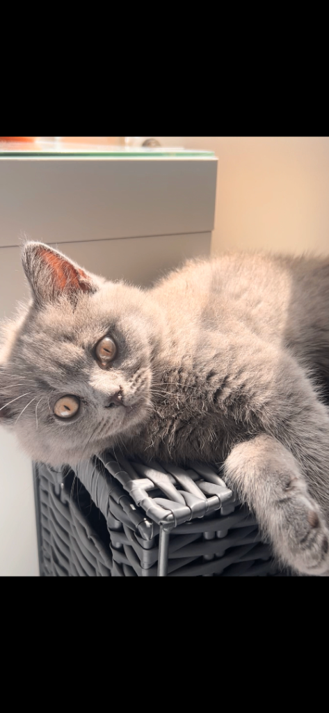 Persian Blue Kitten 