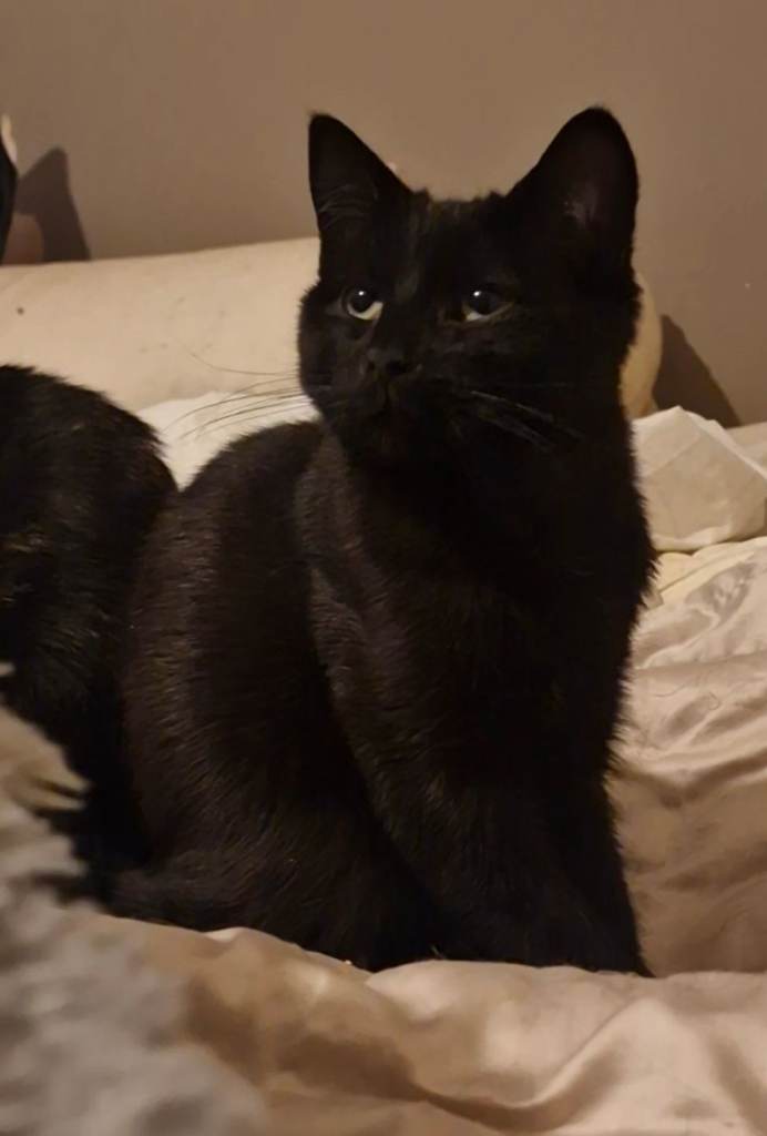 Older kittens looking for their forever homes 