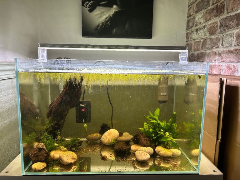 Superfish 90 aquascape fish tank FULL SETUP