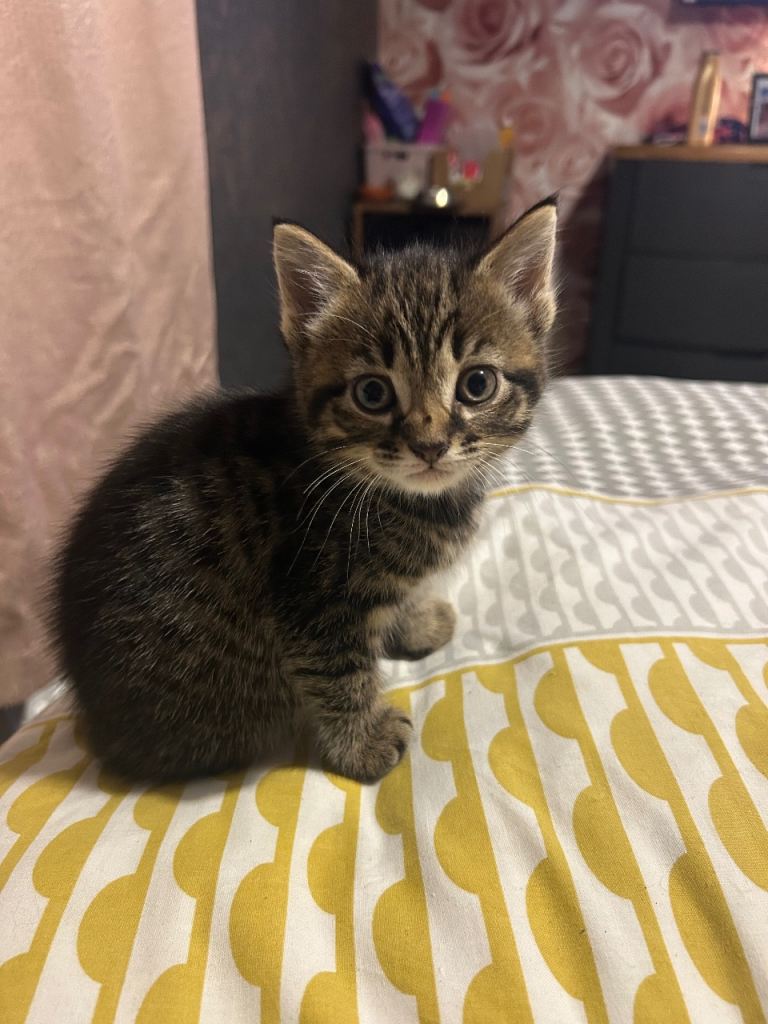 Kittens🖤