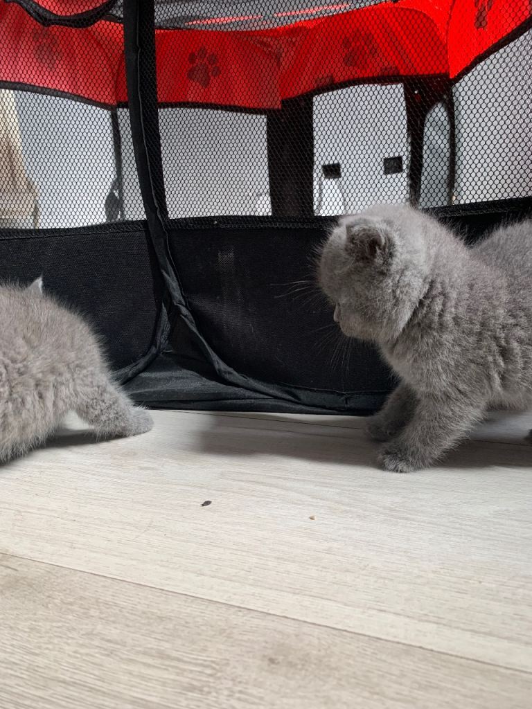 British shorthair kittens