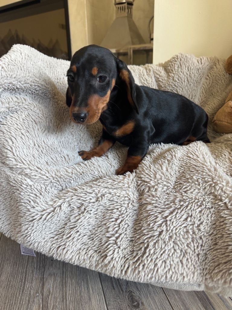 Miniature dachshund 