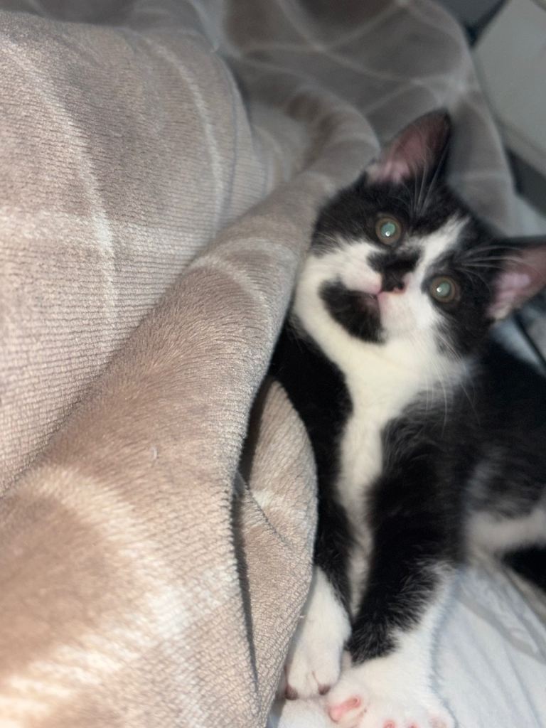 Kitten for sale 