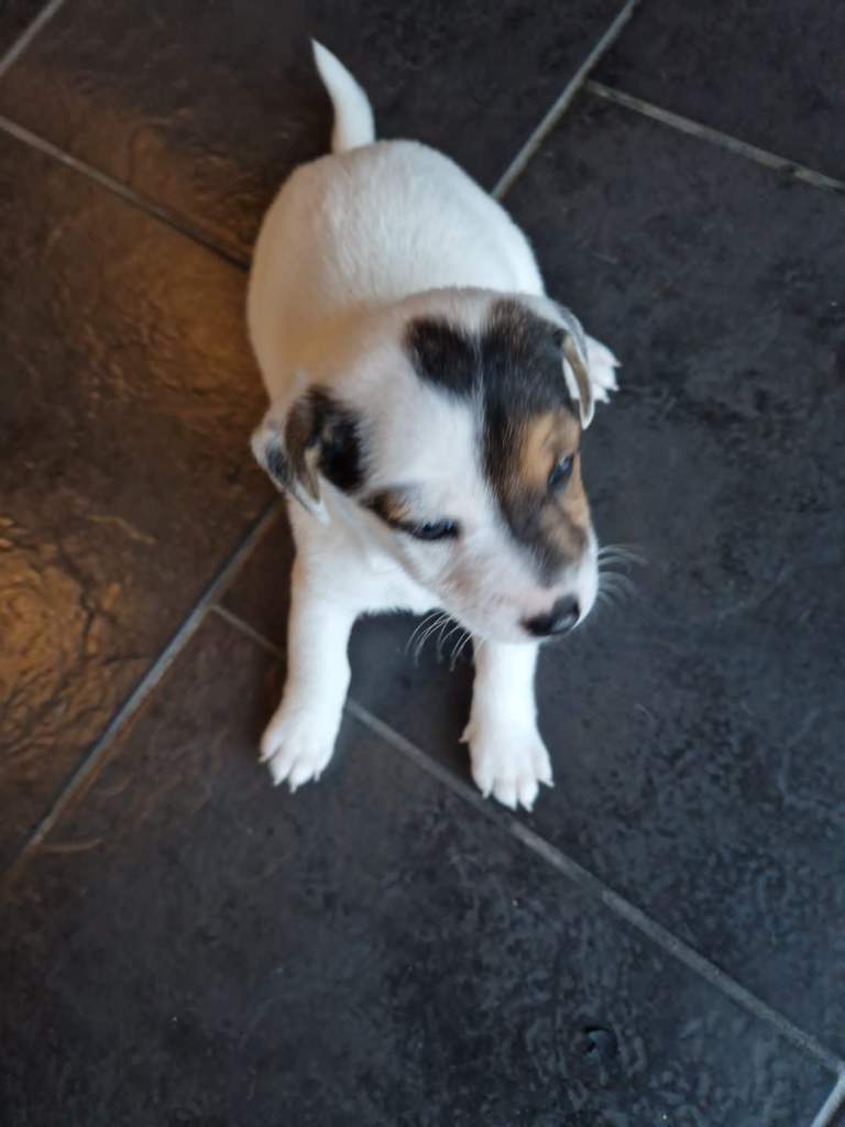 Jack Russell puppy for sale 