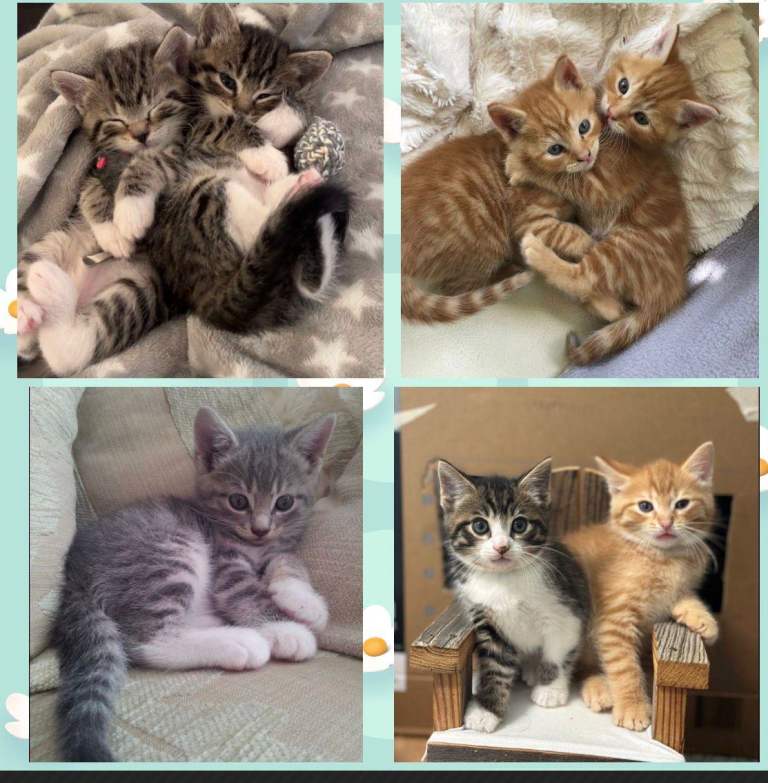 New Gorgeous Kittens Read Description 