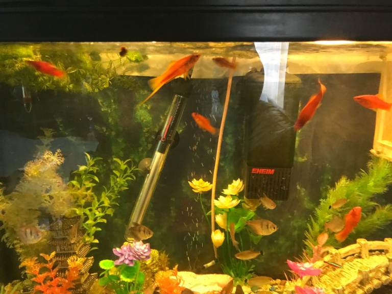 Swordtail fish for sale, all sizes.