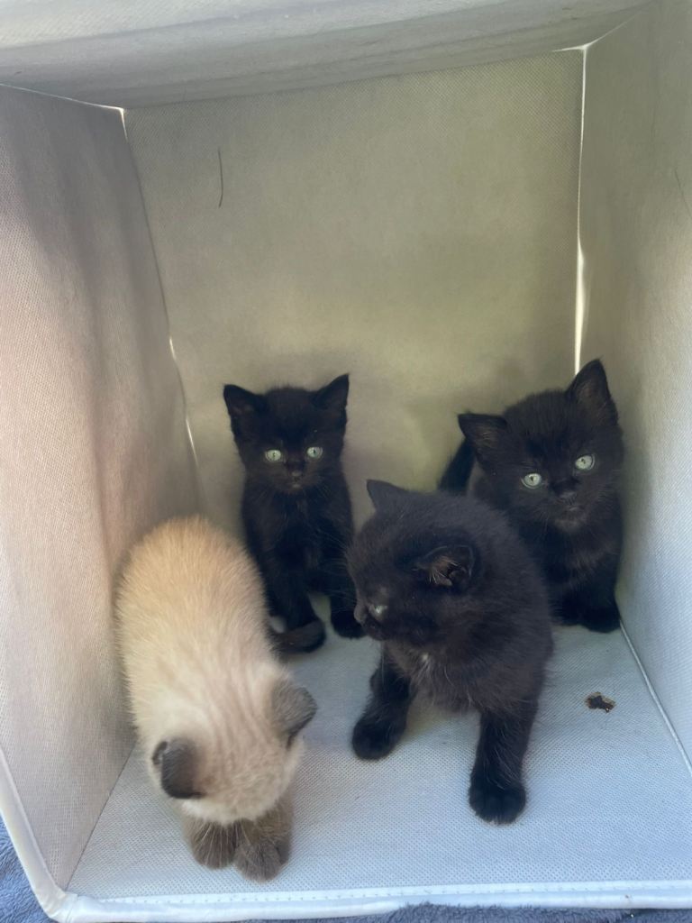 Stunning Black “Mini Panther” Kittens – Each One Unique 