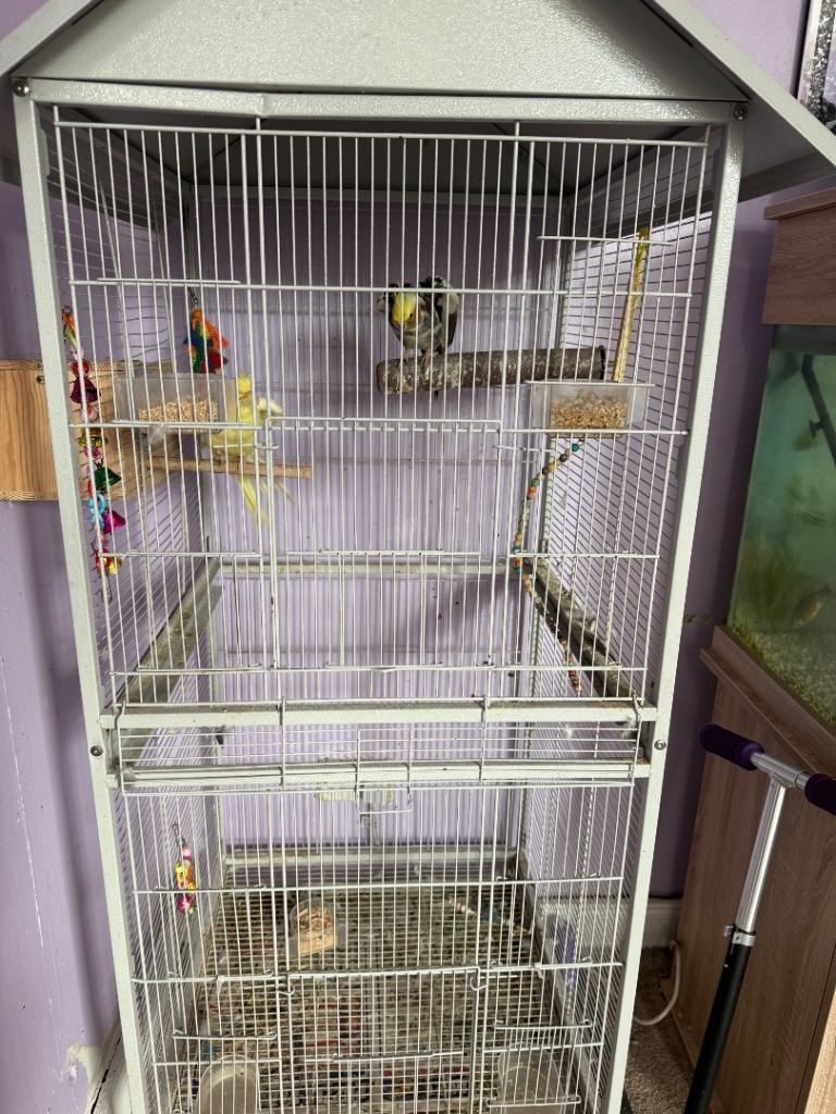 2 cockatiels with large cage 