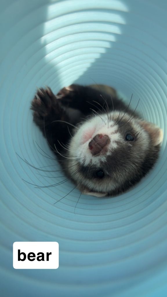 2 Boy Ferrets