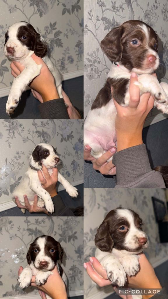 Beautiful Springer Spaniel Puppies🐾