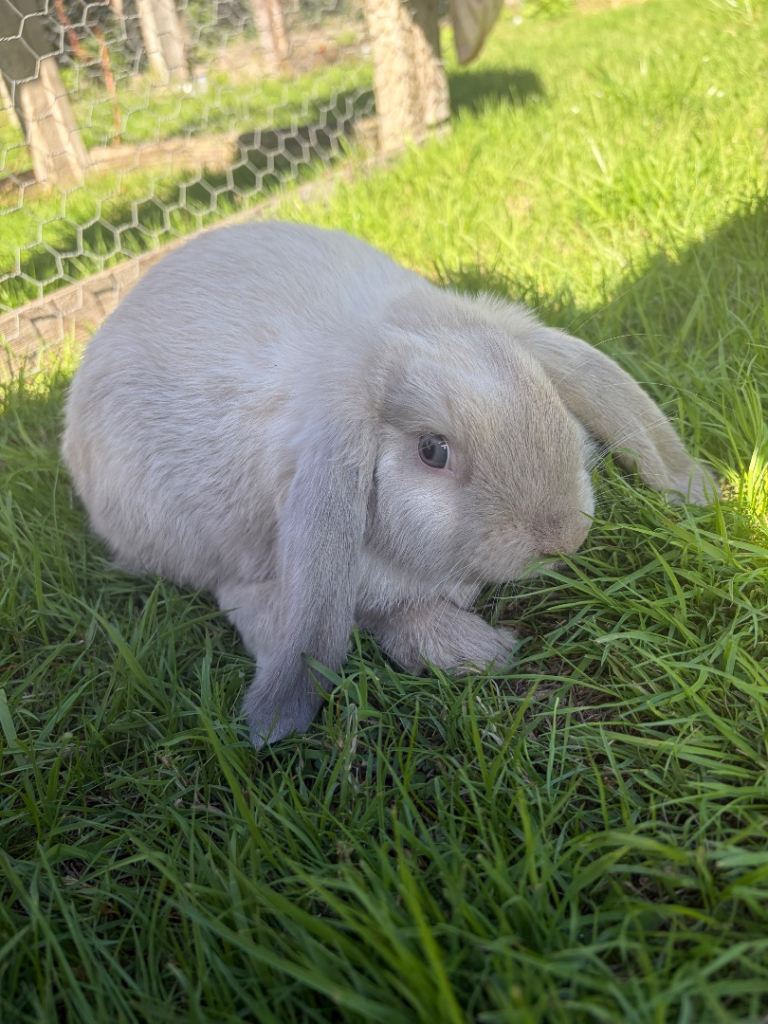 1 male mini lops looking for there for ever homes 