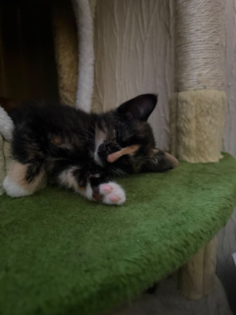 Kitten looking for a loving home