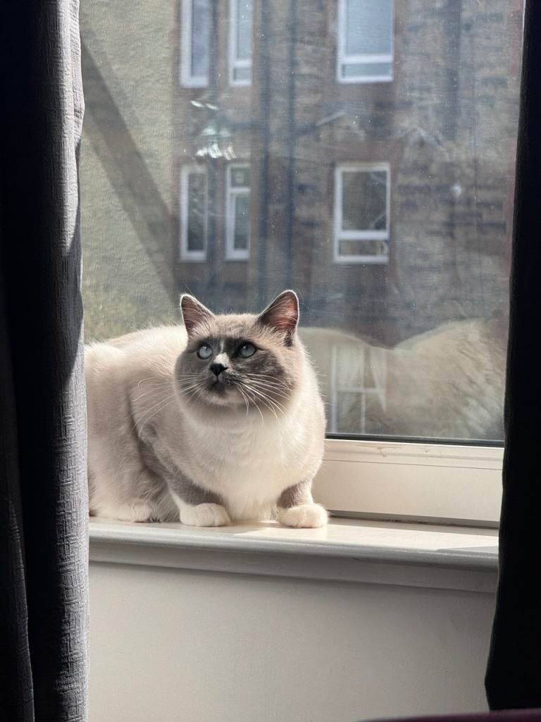 Pure Ragdoll Cat – 12 Months Old – Lovely Temperament