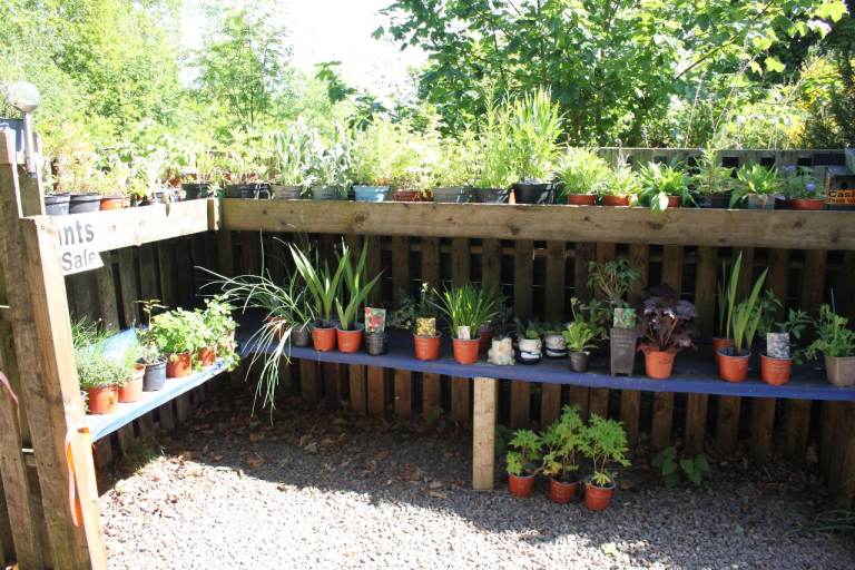 Garden Plants Astilbes Delphinium Mock Orange Helibores Hostas Rosemary Herbs Trees