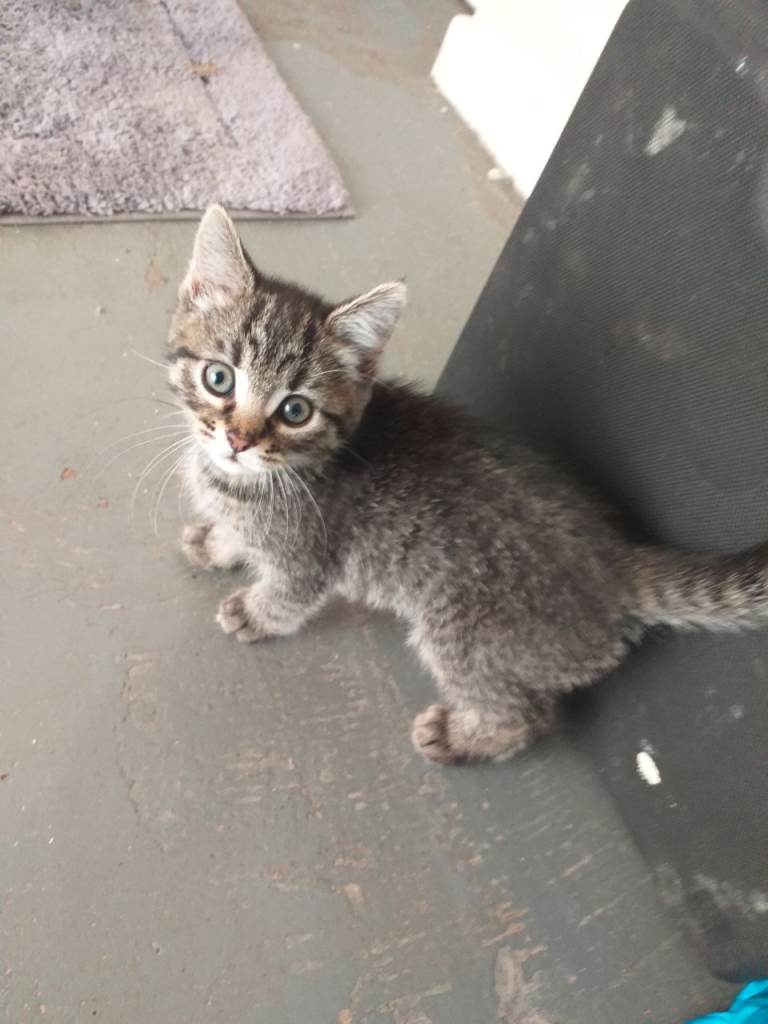 Bengal cross kitten