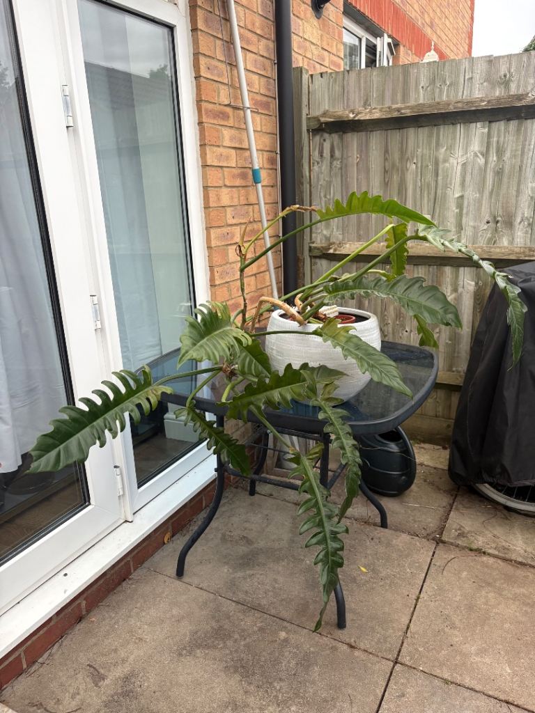HUGE Philodendron Tiger Tooth - Jungle Boogie - Narrow Escape