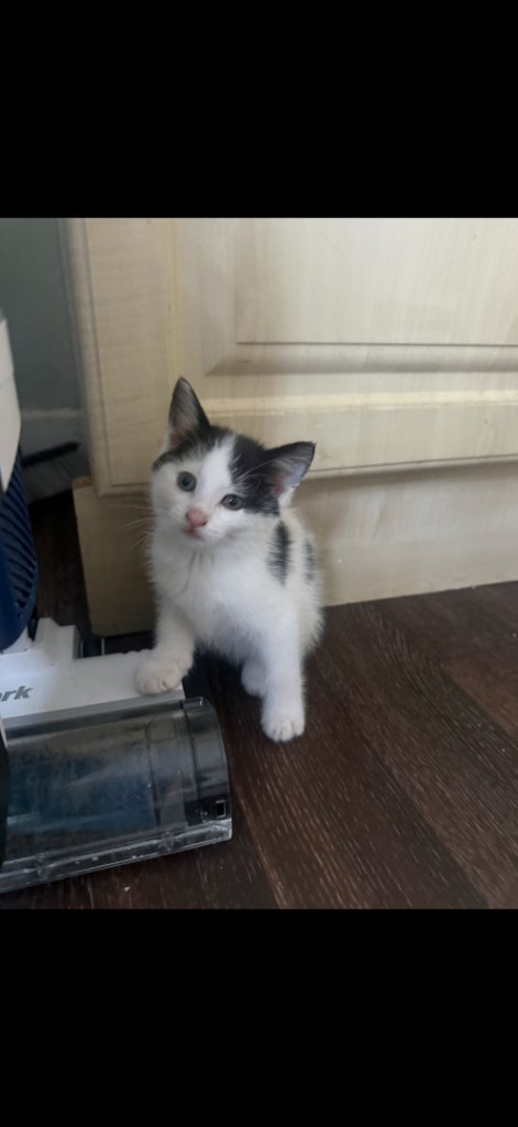 Kitten for sale 